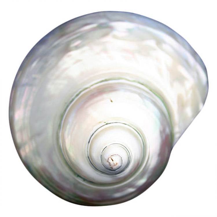 Linkasink D212 White Shell Drain - Parent